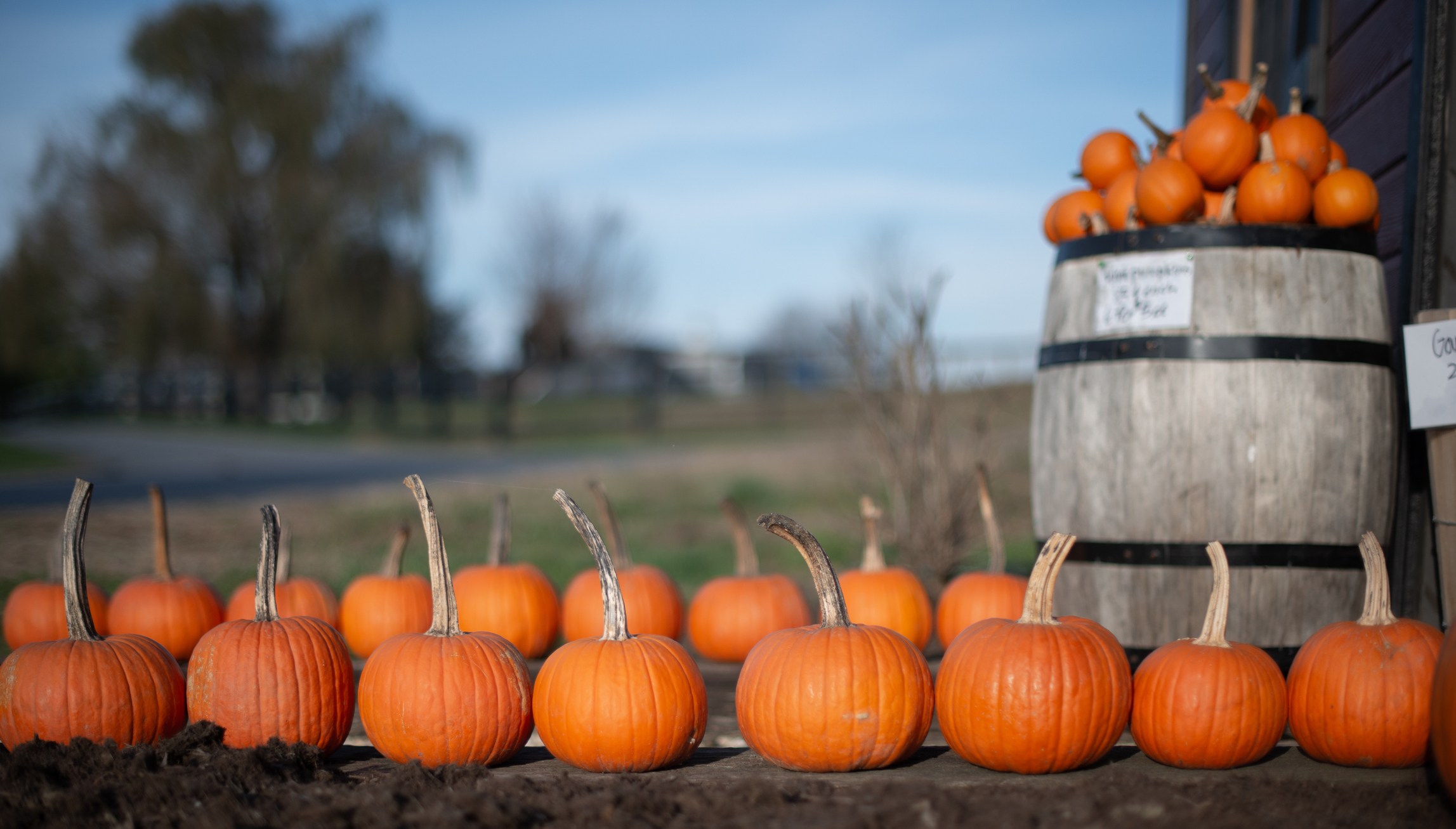 Fall pumpkins in a row and in a barrel